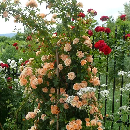 Harmony Hills Апартаменты Рогачево